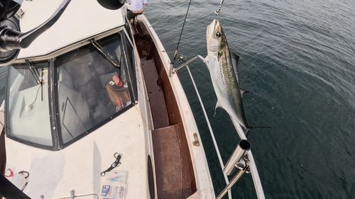 サゴシの釣果