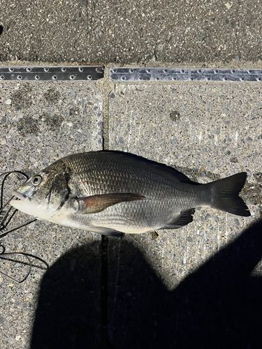 チヌの釣果