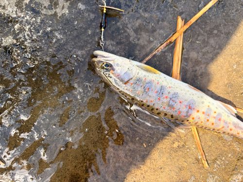 アマゴの釣果