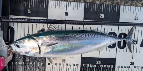 マルソウダの釣果