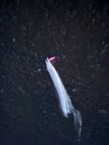 タチウオの釣果