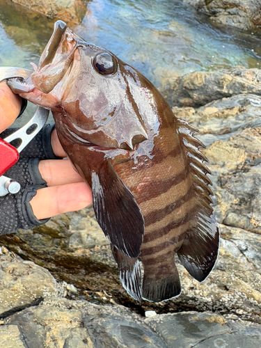 ヤミハタの釣果