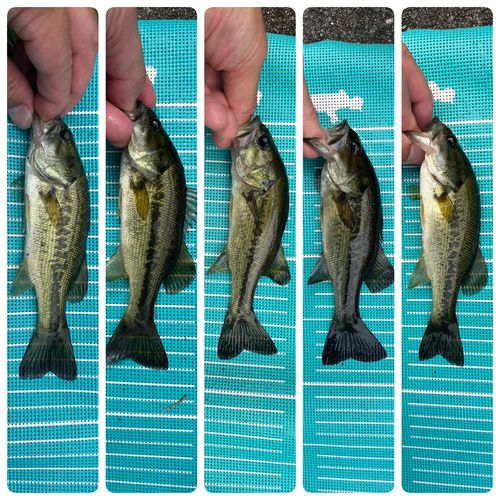 ラージマウスバスの釣果