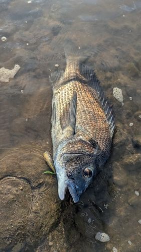 チヌの釣果