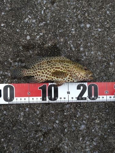 カンモンハタの釣果