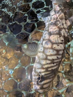アマゴの釣果