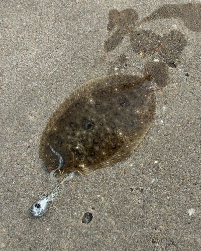 ガンゾウビラメの釣果