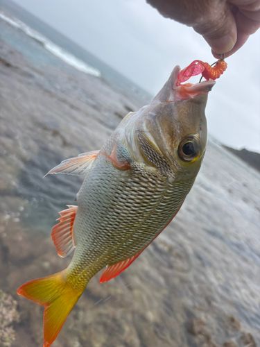 釣果