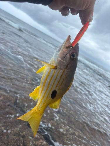 釣果