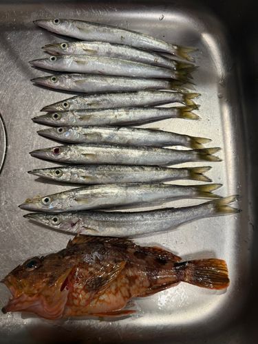 カマスの釣果