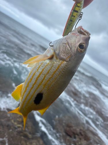 釣果