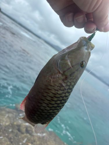 釣果