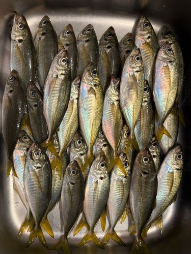 アジの釣果