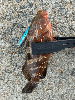 キジハタの釣果