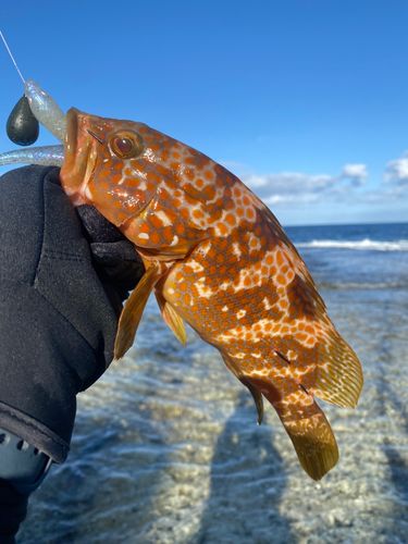 キジハタの釣果