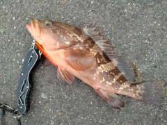 アコウの釣果