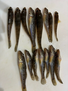 マハゼの釣果