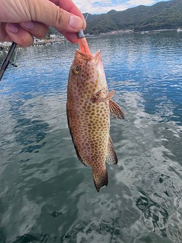 オオモンハタの釣果