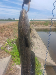 ライギョの釣果