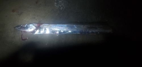 タチウオの釣果