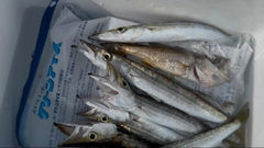 カマスの釣果