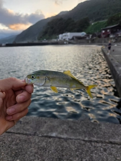 ワカシの釣果