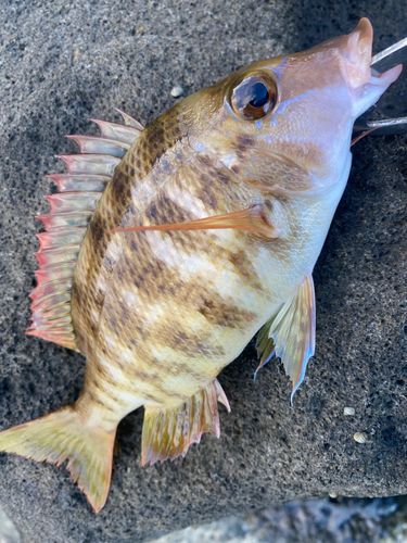 フエフキダイの釣果