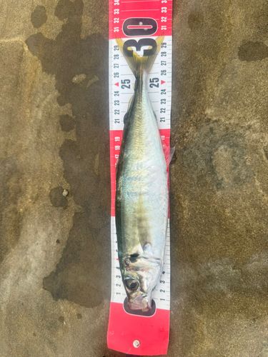 マルアジの釣果