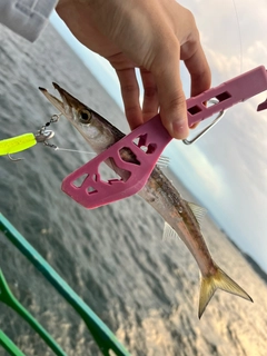 カマスの釣果