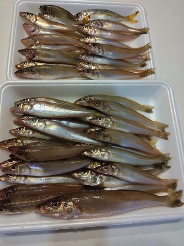 キスの釣果