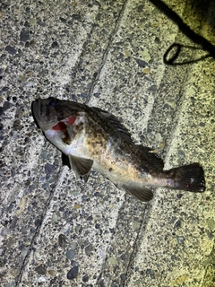 ソイの釣果