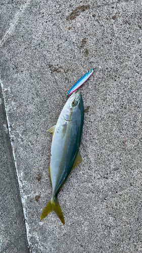 ワカシの釣果
