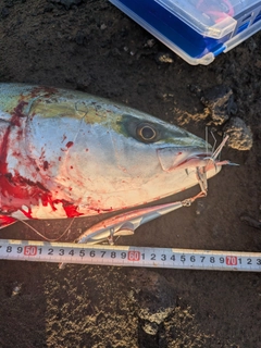 ワラサの釣果