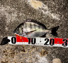 チヌの釣果