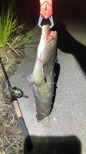 ナマズの釣果