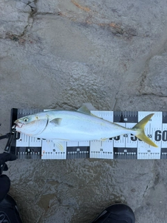 イナダの釣果