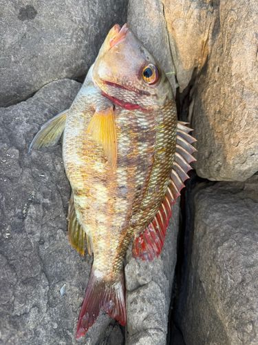 マトフエフキの釣果