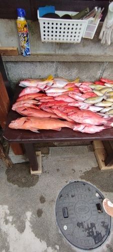 スジアラの釣果