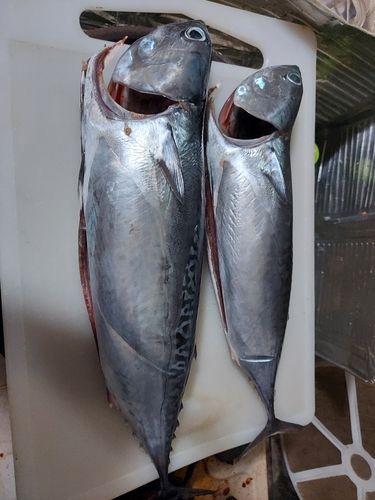 マルソウダの釣果