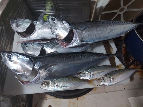 マルソウダの釣果