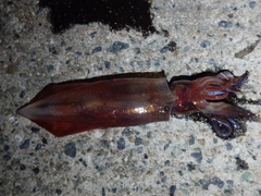 ケンサキイカの釣果