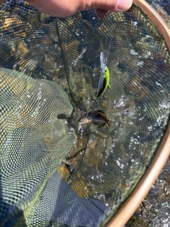 アユの釣果