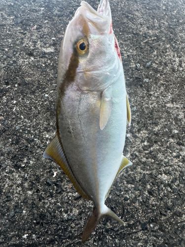 ネリゴの釣果