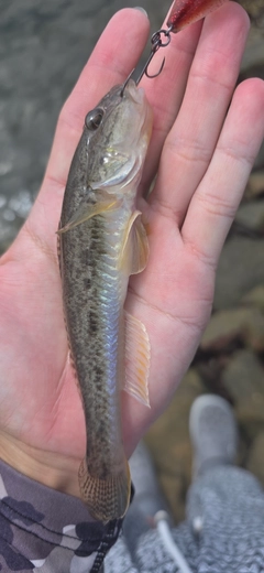ハゼの釣果