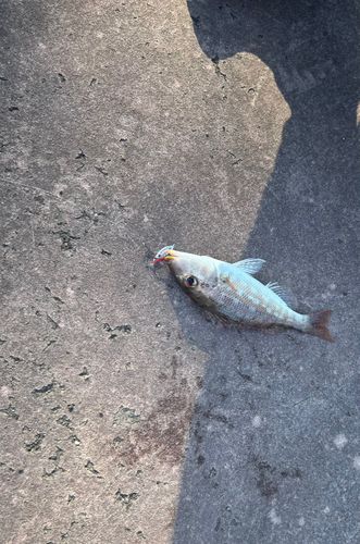 フエフキダイの釣果