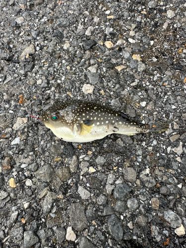 フグの釣果