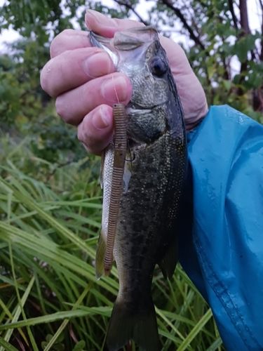 ラージマウスバスの釣果