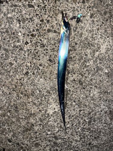 タチウオの釣果