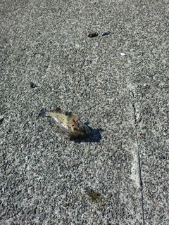 クロソイの釣果