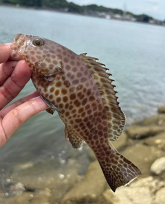 オオモンハタの釣果
